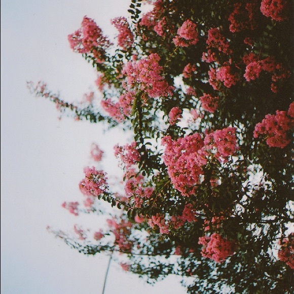 Meet your Posher, Jasmine - Picture 1 of 1